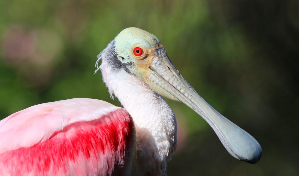 Close-up of a Roseate Spoonbill, showing its unique bill, red eye, and pink plumage.