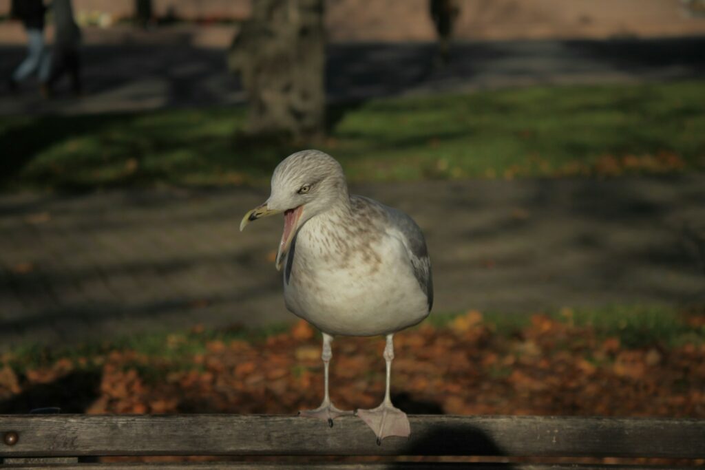 a bird standing on a wood surface