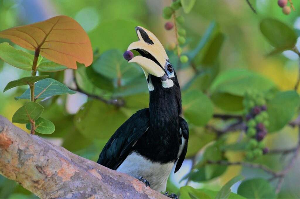 An Oriental Pied Hornbill perches on a branch.