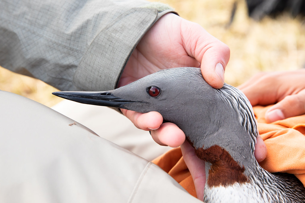 Researcher's hands hold a Red-throated loon for examination.