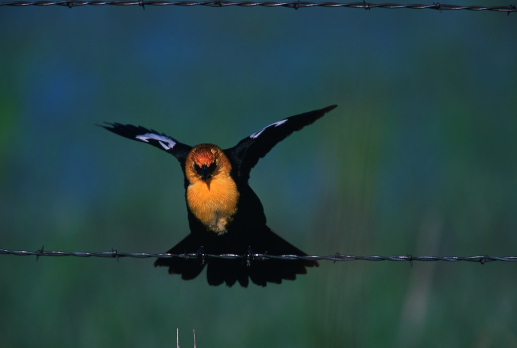 A yellow-headed blackbird with outstretched wings on a wire.