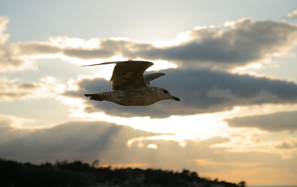 A herring gull flies against a cloudy sky.