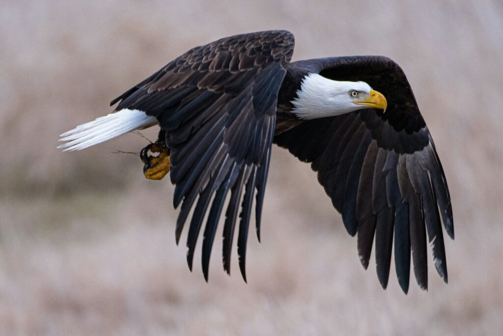 A Bald eagle in flight.