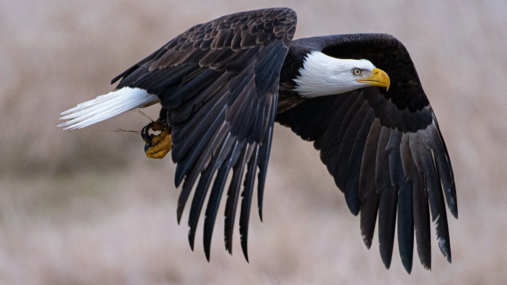 A Bald eagle in flight.