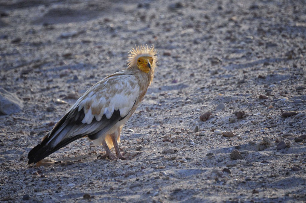 An Egyptian vulture with a yellow face and white feathers stands on a sandy ground.