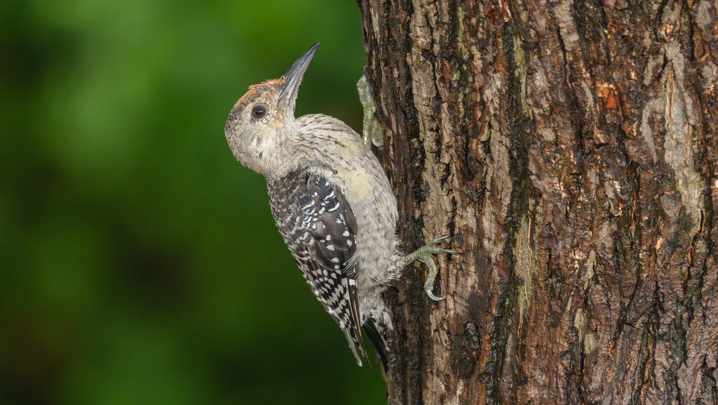 Juvenile Northern Flicker clinging to the bark of a tree trunk