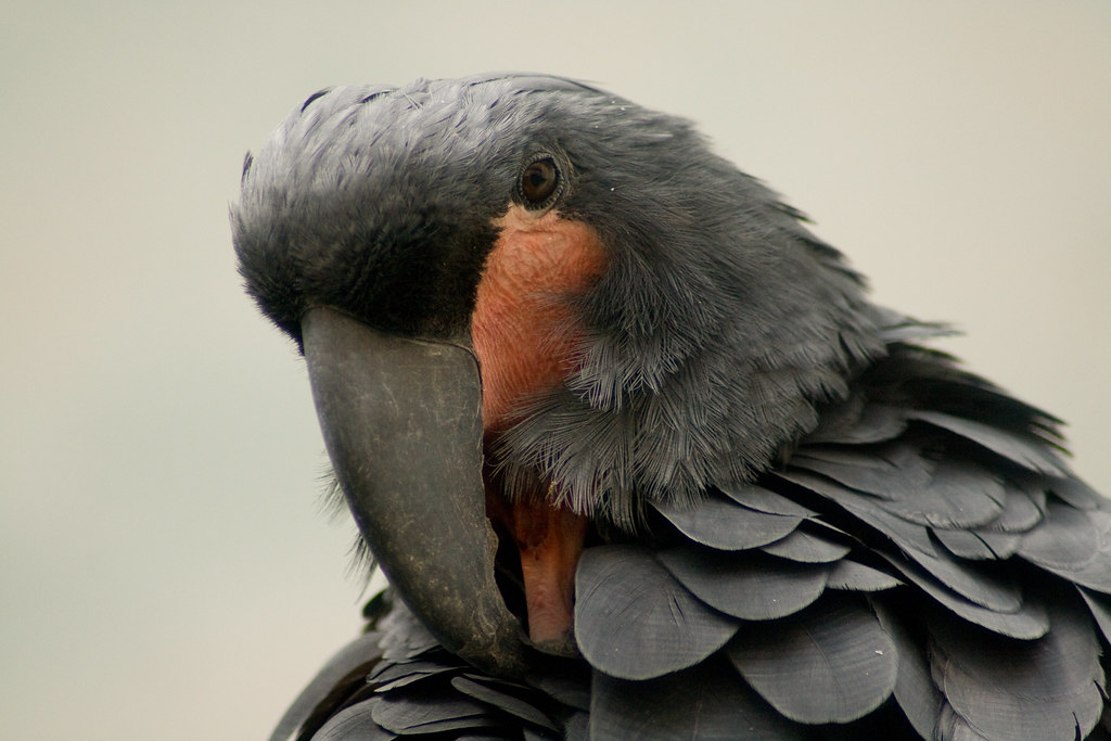 Palm Cockatoo