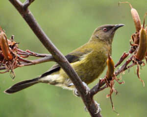 A New Zealand bellbird perches on a branch.