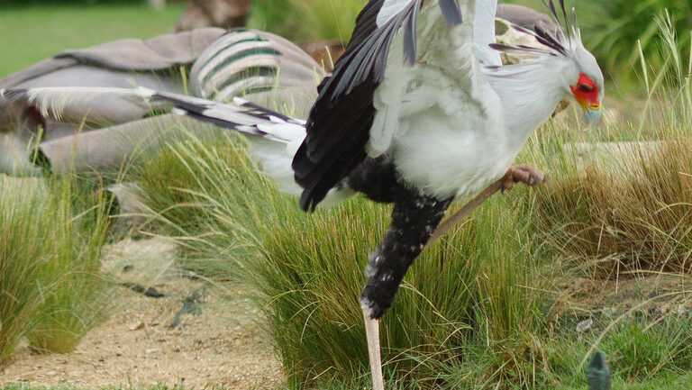Secretary bird captured mid-stomp, demonstrating its signature hunting technique