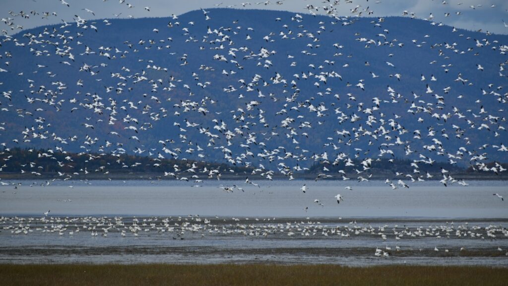 Flock of birds flying over a river during seasonal migration