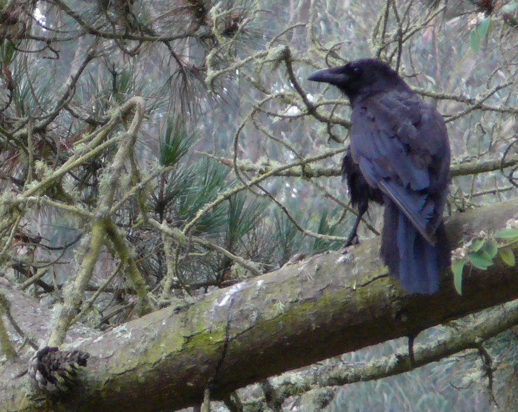 A Common Raven is perched on a branch.