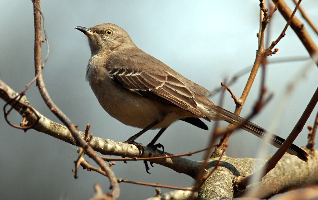 A Northern Mockingbird perches on a bare tree branch.