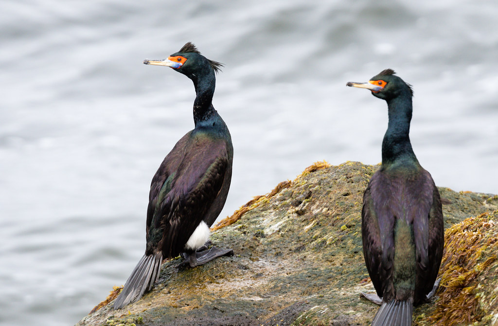 Two red-faced cormorants are perched on a rocky surface near the water.