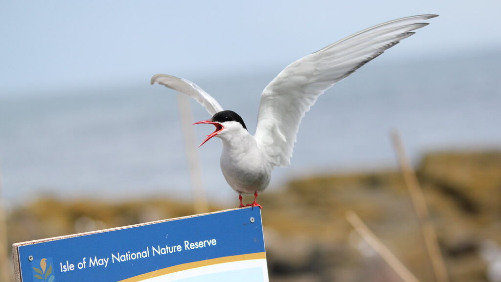 An Arctic Tern with a red beak and black cap perched with wings spread.