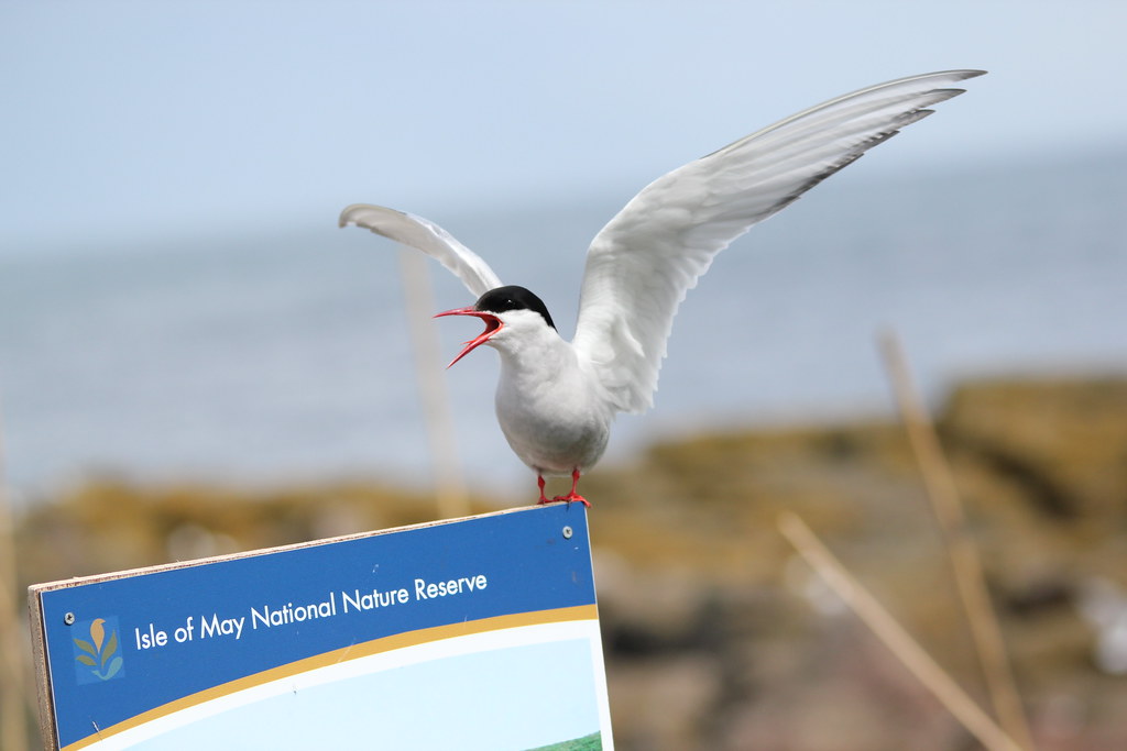 An Arctic Tern with a red beak and black cap perched with wings spread.