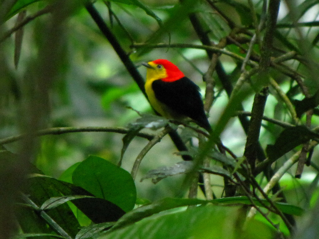 A Wire-tailed Manakin is perched on a thin branch.