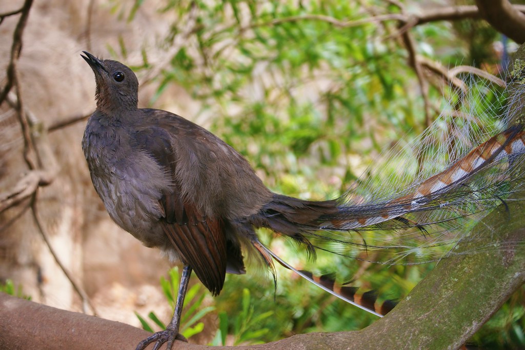 A Lyrebird perches on a branch, its tail feathers cascading down.