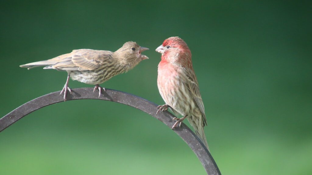 Adult house finch beside juvenile perched on metal bar