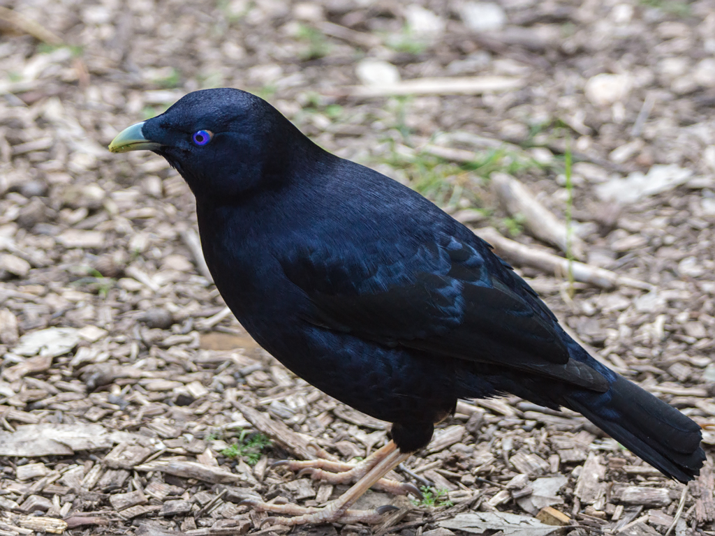 A Satin Bowerbird with a blue eye stands on the ground.