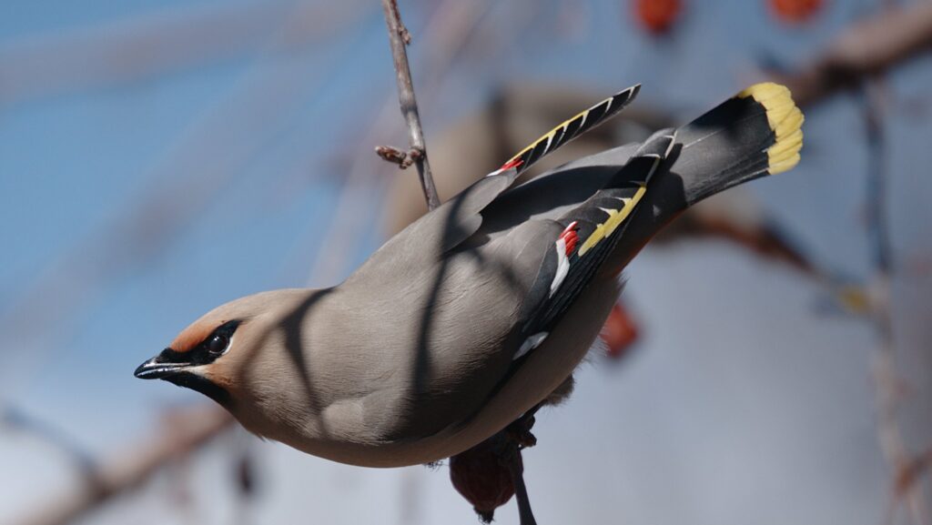 Bohemian Waxwing perched sideways on a twig