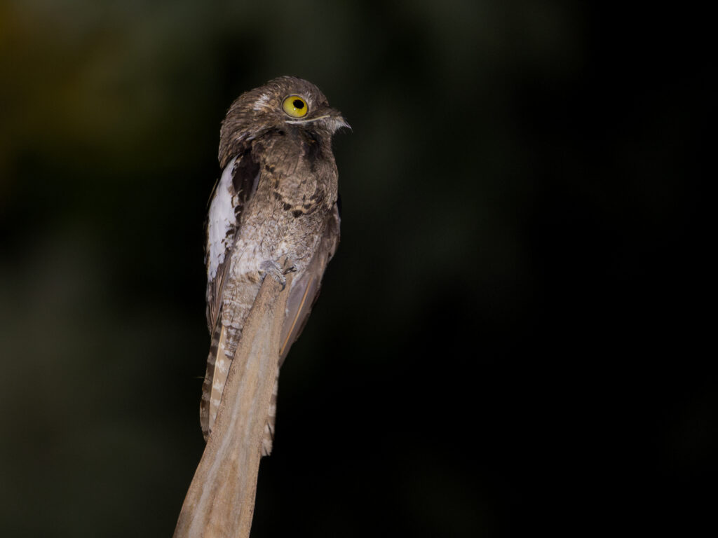 A Potoo bird with large yellow eyes camouflaged on a tree stump.