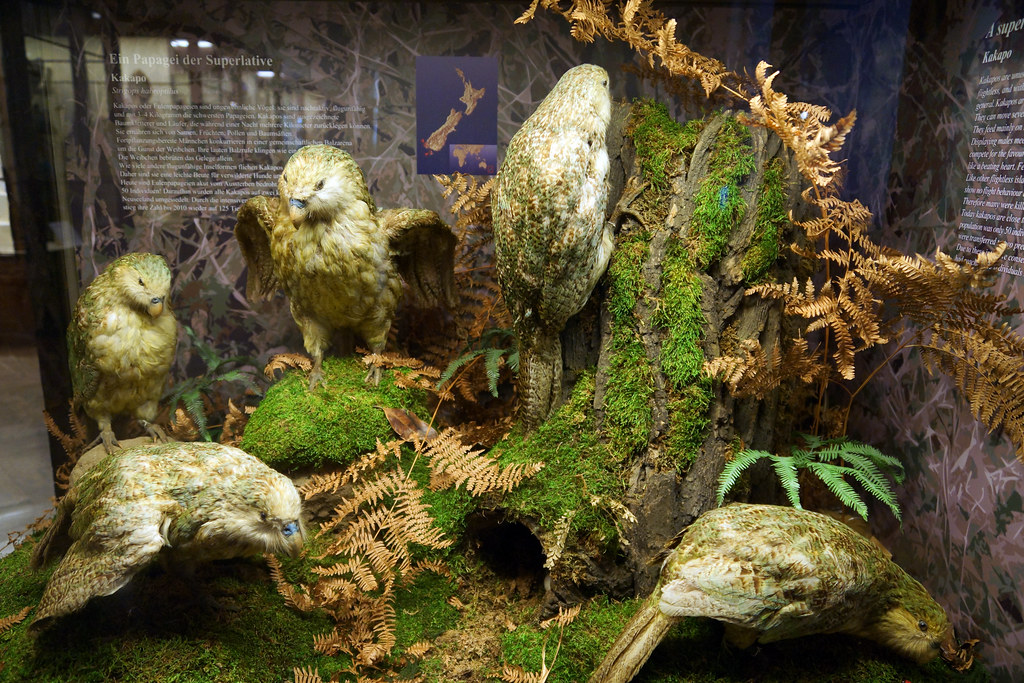 Several Kākāpō are displayed among moss and ferns in a naturalistic setting.