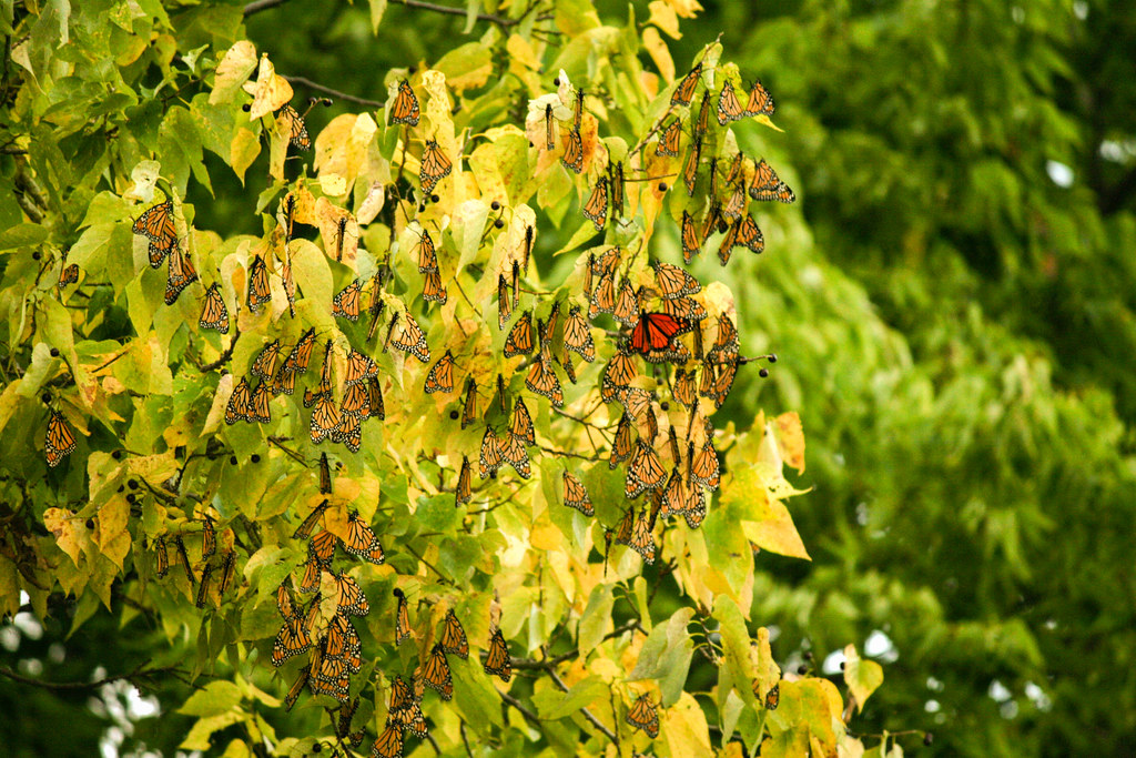 A large cluster of monarch butterflies clings to the yellowing leaves of a tree.