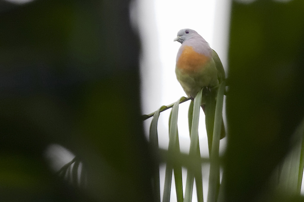 A Pink-necked green pigeon is perched on a green branch.
