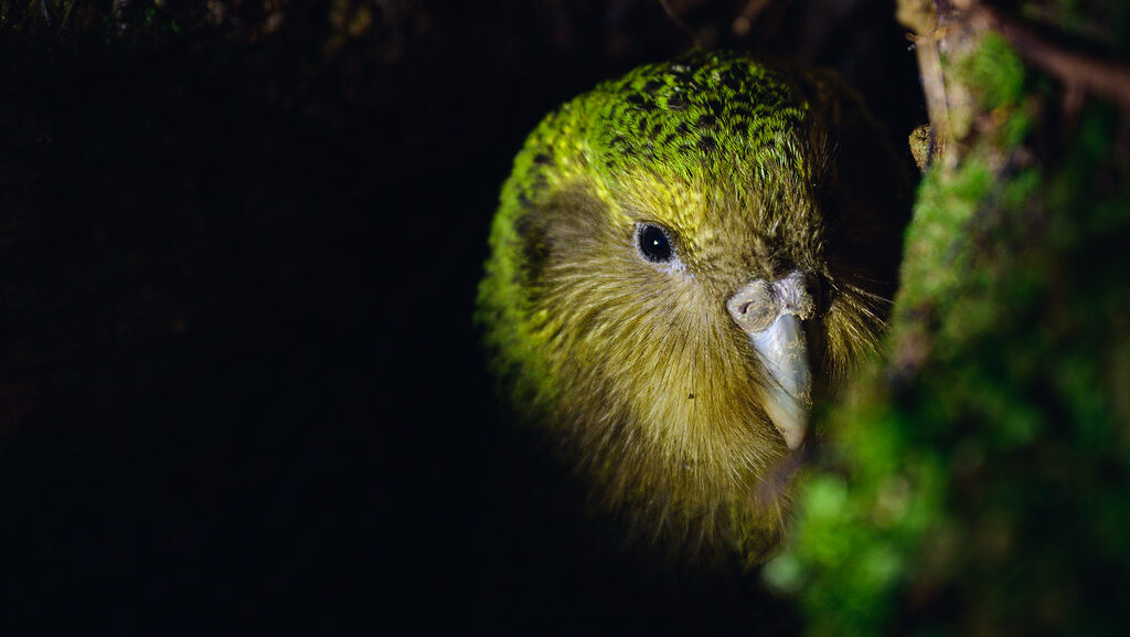 kakapo resting inside a burrow during the night