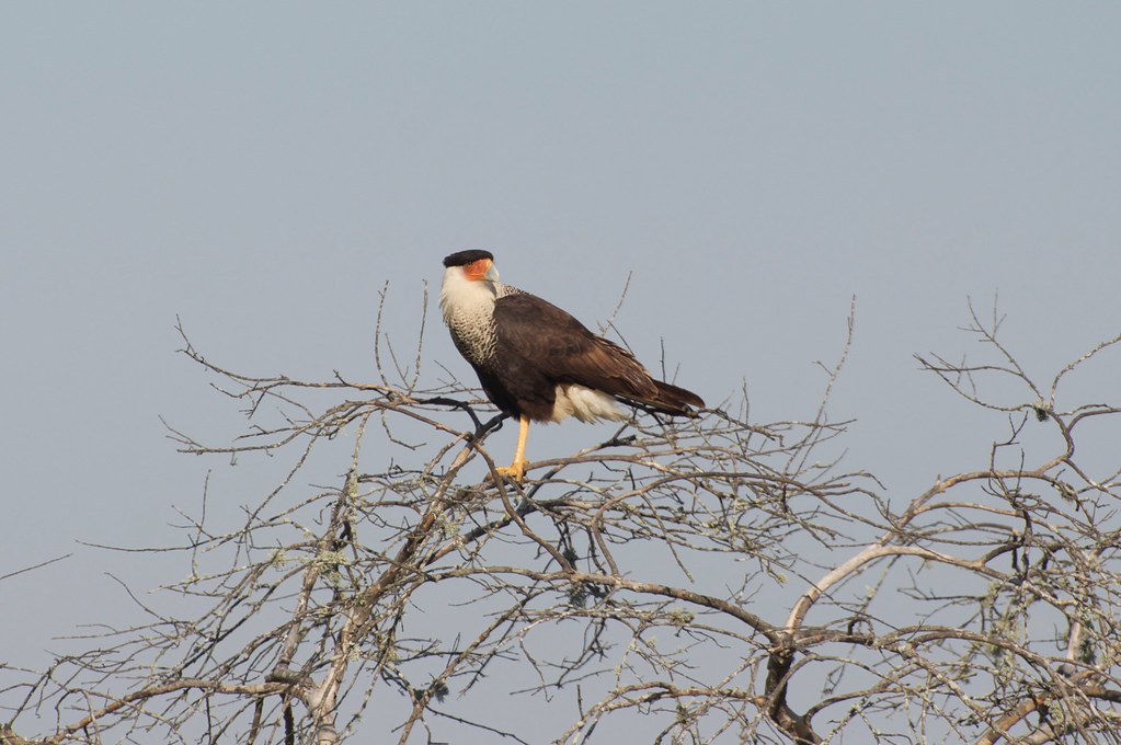 A Crested Caracara perched atop a bare tree branch.