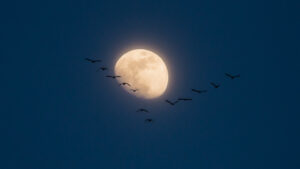 A Moon illuminates the night sky, with a flock of birds silhouetted against its glow.