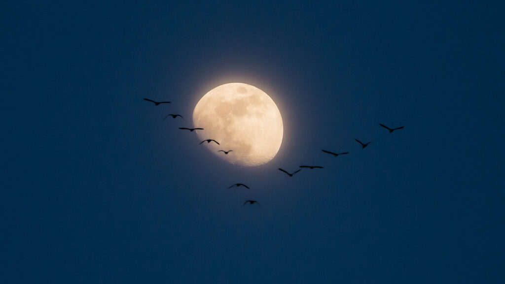 A Moon illuminates the night sky, with a flock of birds silhouetted against its glow.