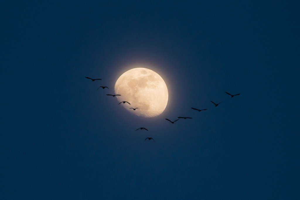 A Super Flower Moon illuminates the night sky, with a flock of birds silhouetted against its glow.