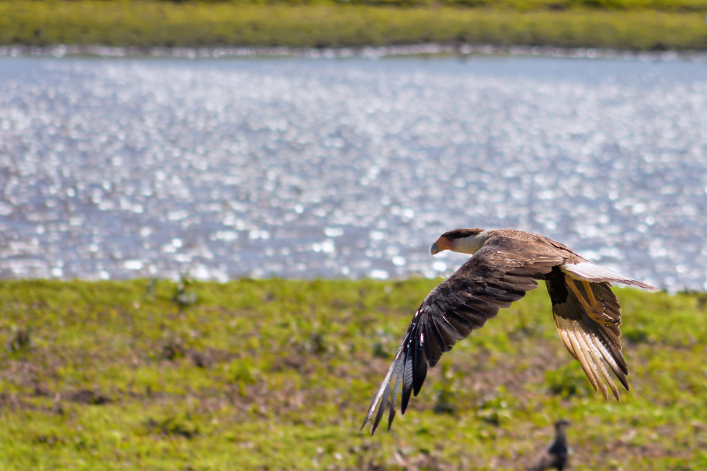 A Crested Caracara in flight over a grassy field near the water.