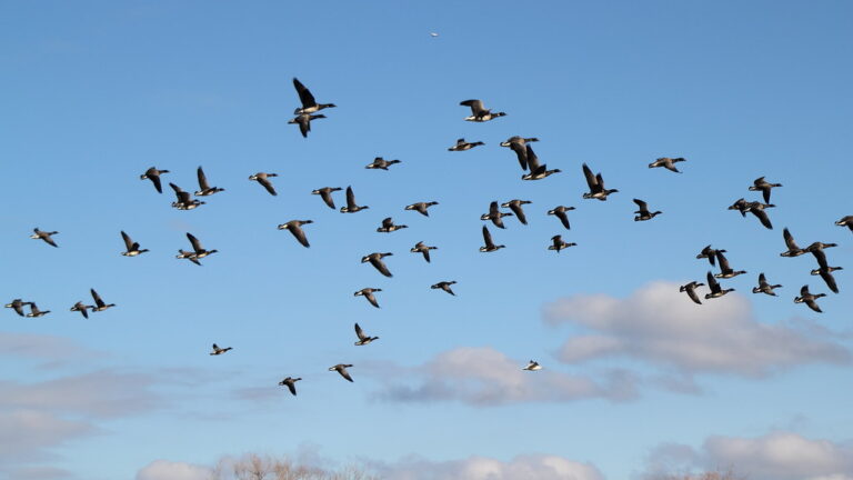 A large flock of Canada Geese flies against a partly cloudy blue sky.
