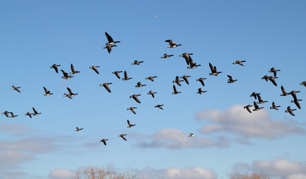 A large flock of Canada Geese flies against a partly cloudy blue sky.