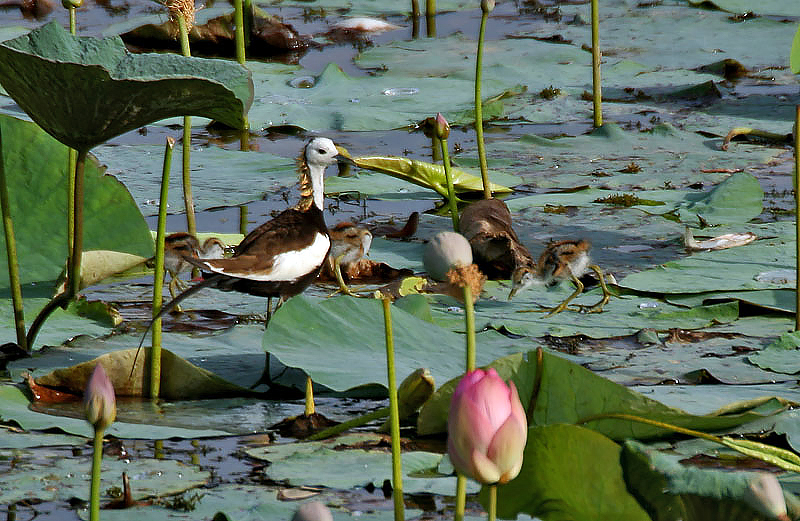 A Pheasant-tailed Jacana and its chicks wade among lily pads.