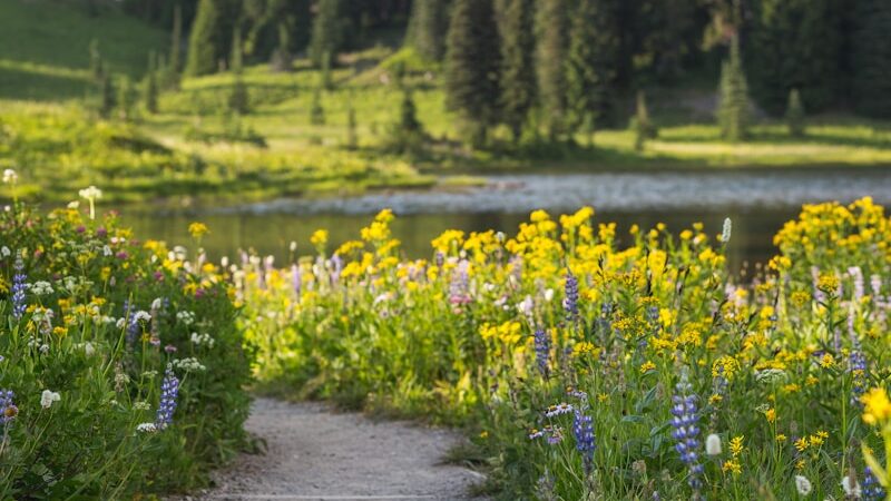 Blooming floral path next to river with forest in background