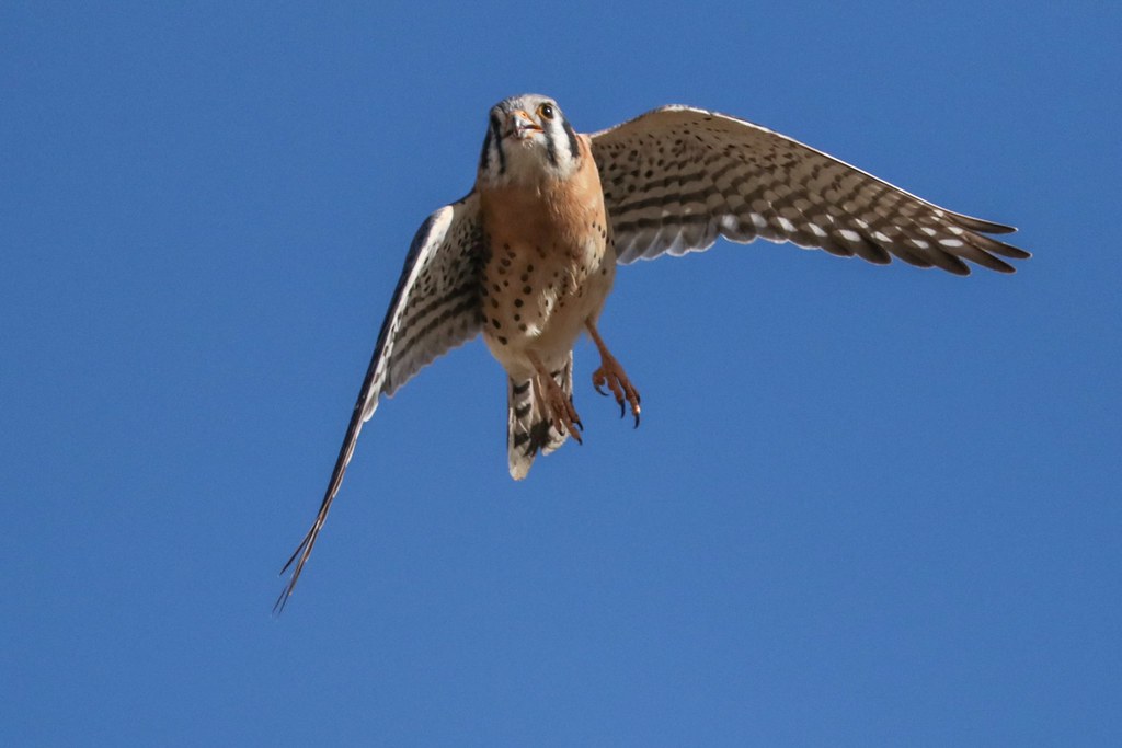 An American kestrel soars, displaying its patterned wings against a clear blue sky.