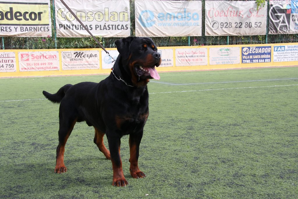 A Rottweiler dog stands on a green field.
