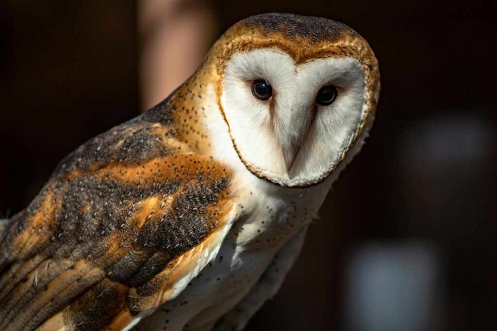 A barn owl with a distinctive heart-shaped face.