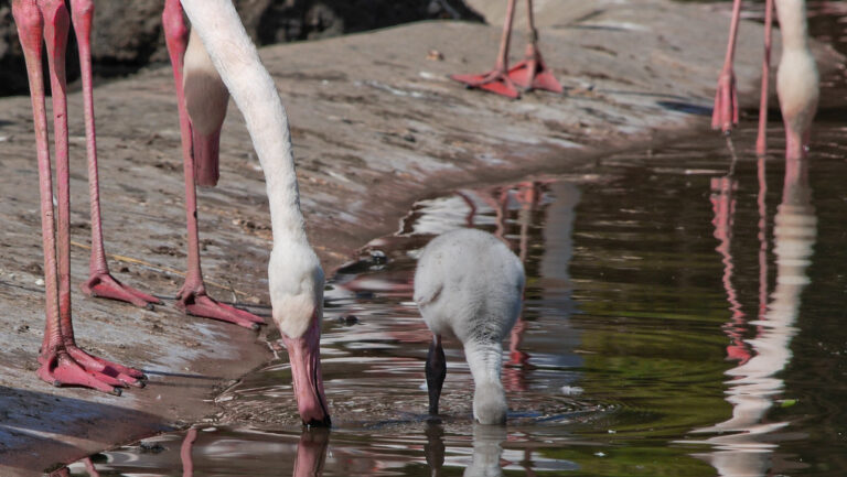 Flamingo parent and its chick drinking water together