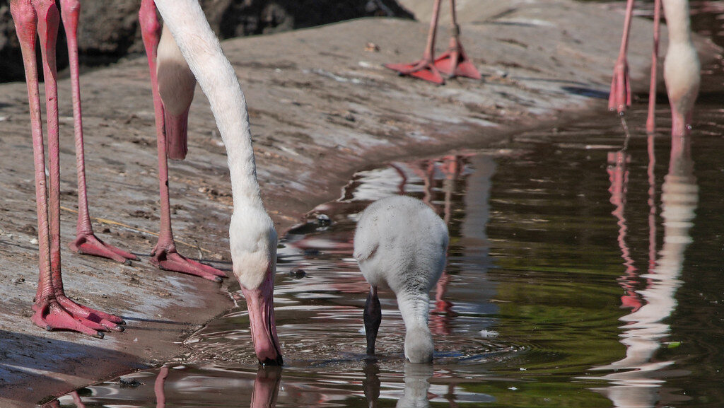 Flamingo parent and its chick drinking water together