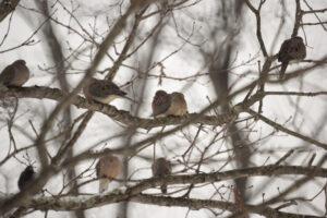 A sparrow perches delicately on a snow-covered branch.