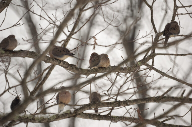 A sparrow perches delicately on a snow-covered branch.