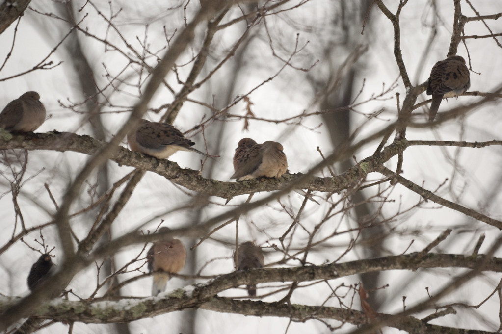 A sparrow perches delicately on a snow-covered branch.