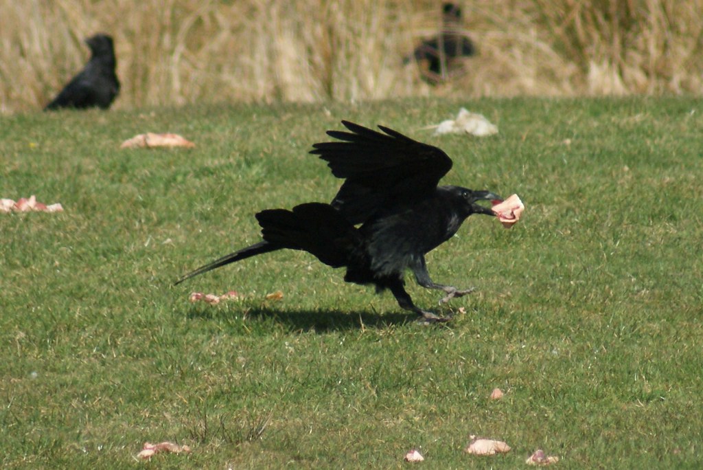 A Common Raven flies with something in its beak.