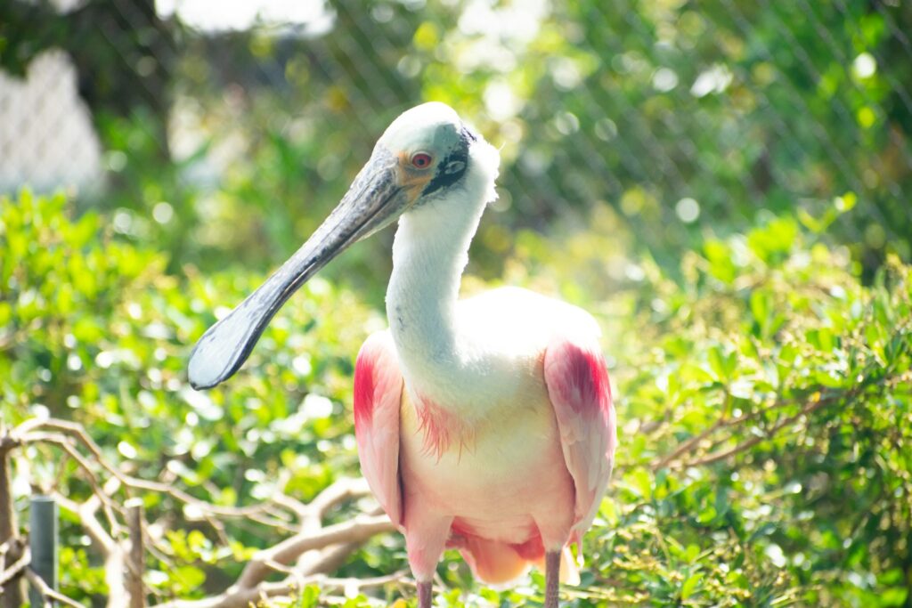 A Roseate Spoonbill stands tall with its distinctive bill.