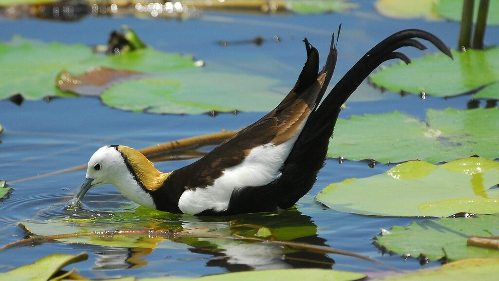 Pheasant-tailed Jacana foraging with head lowered, pecking water