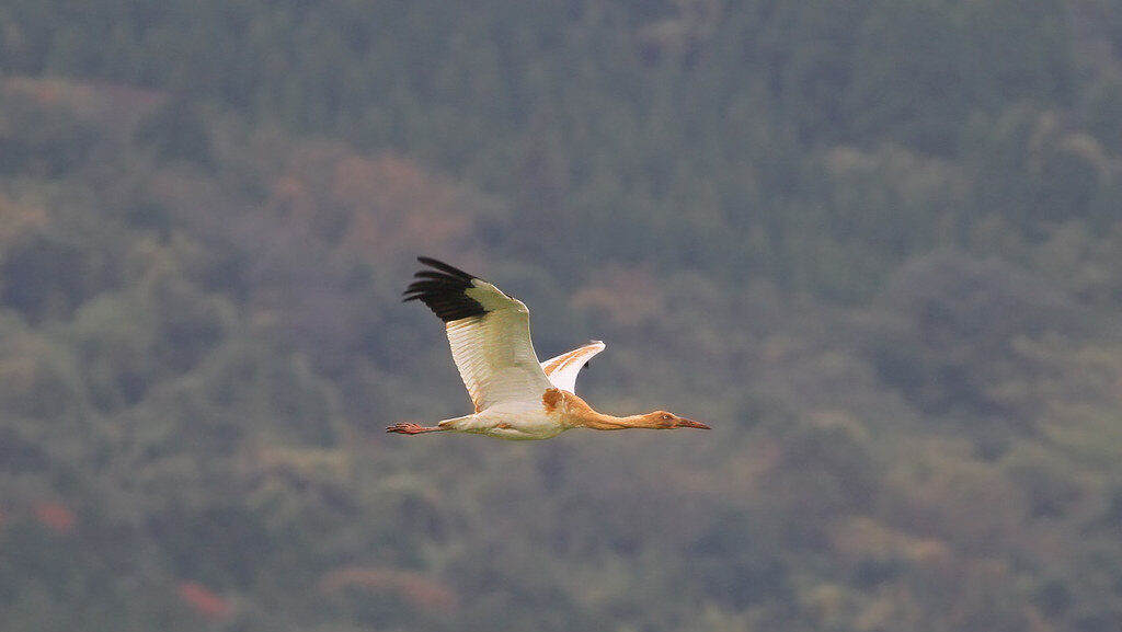 Juvenile Siberian White Crane flying with forest in the background.